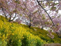 春うらら♪　第２回目　松田山河津桜と曾我梅林お花見ウォーキング