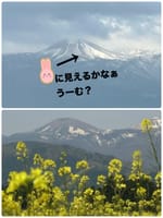 福島の旅、花見山公園