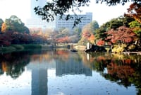 小石川公園の紅葉