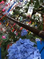 カエル寺風鈴祭りとアクアカフェランチ＆パーティーカラオケ