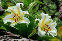 写真は、池田山公園のユリ、くちなしの花、ねむの木の庭のクロコスミア