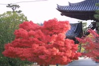 （愉快）京都哲学の道　紅葉散歩とおいしいお料理