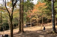 昭和の森でキャンプ