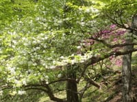 初夏の丹沢　シロヤシオと新緑の山歩き（山荘泊）