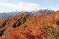残り紅葉と新雪の越後駒ヶ岳