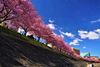 春の訪れ・・・河津桜
