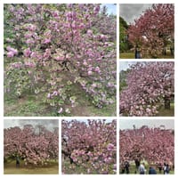 4月18日  新宿御苑　きれいに咲き誇ってました