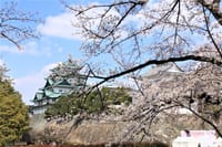 名古屋城の桜　満開情報通り見事でした！！