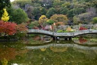 町田薬師池公園・四季彩の杜の紅葉