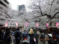目黒川の桜、満開でした190330
