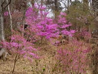 春爛漫「神戸市立森林植物園」