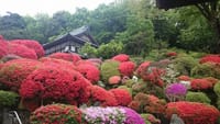 神奈川のつつじ寺として有名な「等覚院」で満開のつつじを鑑賞と神奈川の新緑を楽しもう