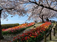 馬見丘陵公園桜とチューリップ