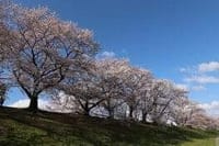 淀川河川公園背割地区の桜