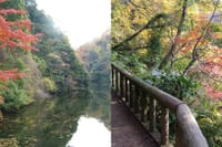紅葉の散在ヶ池（鎌倉湖）＆１日昼・夜１組のおもてなしのレストラン