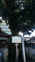 ☆区民誇りのクロガネモチが印象的な神社【金札宮】