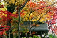 秋・歴史ある宿場町‘小金宿’～‘本土寺’を歩きましょう♪