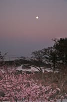 おぼろ月夜が4-17(日)、満月と満開の桜がコラボして、46回目の結婚記念日がやってくる。