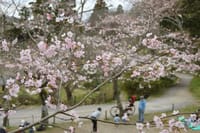鎌倉散策（桜）しましょう。（２部）