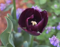 春の花たち；ツイ覗き込む花心・・・黒いチューリップ