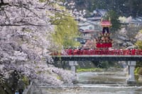 桜と高山祭り満喫！　池に落ちる安養寺の枝垂れも！？