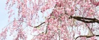 青森県弘前市の桜を楽しみましょう(^^♪