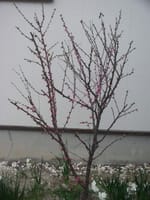 今年の山桜桃梅の開花　退職記念の植樹