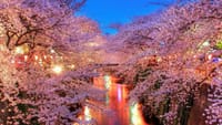 都内有数の桜の名所。両岸から川面に重なり合う満開の桜を見に行こう！目黒川をはじめ桜の名所巡り