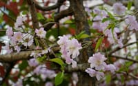 うちの桜ちゃん、可愛く頑張ってるよ🌸身延山久遠寺の桜