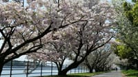 浜寺公園の桜の花　泉北臨海緑地側（２０２３年３月２９日）LUMIX DC S5