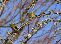 写真は、メジロ２羽と枝垂れ白梅、荏原神社の寒緋桜、羽根木公園のマンサク