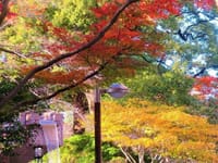写真は、御殿山庭園の紅葉、御殿山庭園の猫ちゃん、夕暮れの富士山