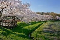 「さいたま散策」第5回　見沼たんぼ桜回路