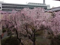京都府庁　旧本館の桜