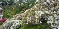 秋田千秋公園　桜の花びら散り、ツツジの季節