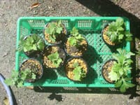 九か月待ちの菊　本命六鉢　別種二鉢　八鉢　ビニポットからプラ鉢に植え替え完了