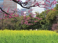 浜離宮恩賜庭園　梅と菜の花、東京スカイツリーイーストタワー３２階から撮った浅間山