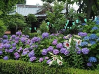 白山神社の紫陽花