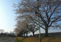那珂川河畔公園の桜