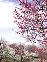 古民家と梅の花を撮りに行きましょうo(^▽^)o…府中市郷土の森博物館の梅園♪