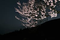 若草山夜明け前の桜