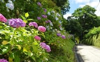 隠れ紫陽花の路