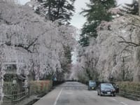 鳴子温泉泊 角館の桜
