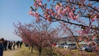 倉敷川沿いの河津桜が綺麗です。