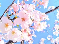 4/6(土)満開の桜求めて、🌸🌸🌸巡り！今年の桜を満喫しましょう。