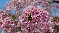 大仙公園の桜の花（２０２３年３月２０日）LUMIX DC S5