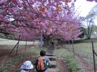 ４月７日　聖峰～弘法山花見＆めん羊の里でジンギスカン