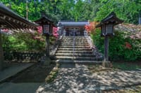 愛宕神社のツツジと海禅寺のシャクナゲ