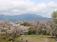 弘法山ハイキング♪桜を楽しみながら🌸🌸🌸