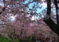 古都・京の桜めぐり